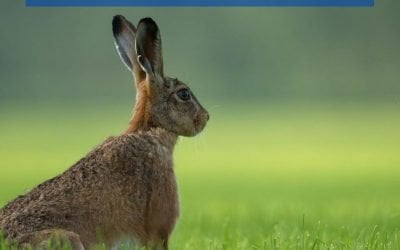 Qué es Social Listening